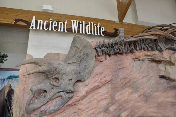 Ancient Wildlife display Inside the Wyoming Welcome Center